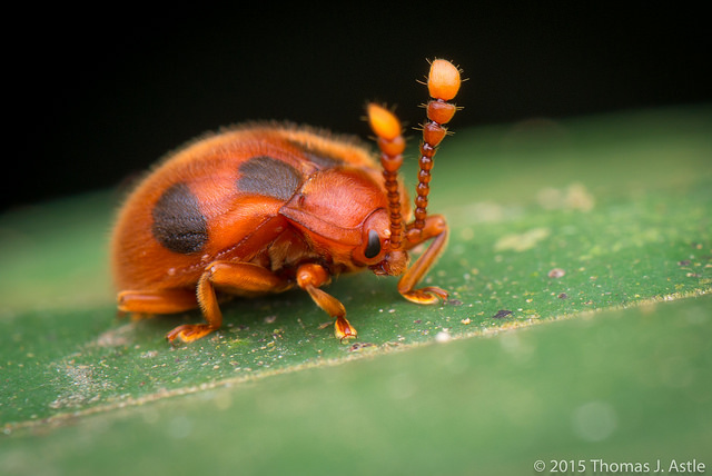 Going Bug Eyed! | Endomychidae Beetle | Adam Spring | Official Website