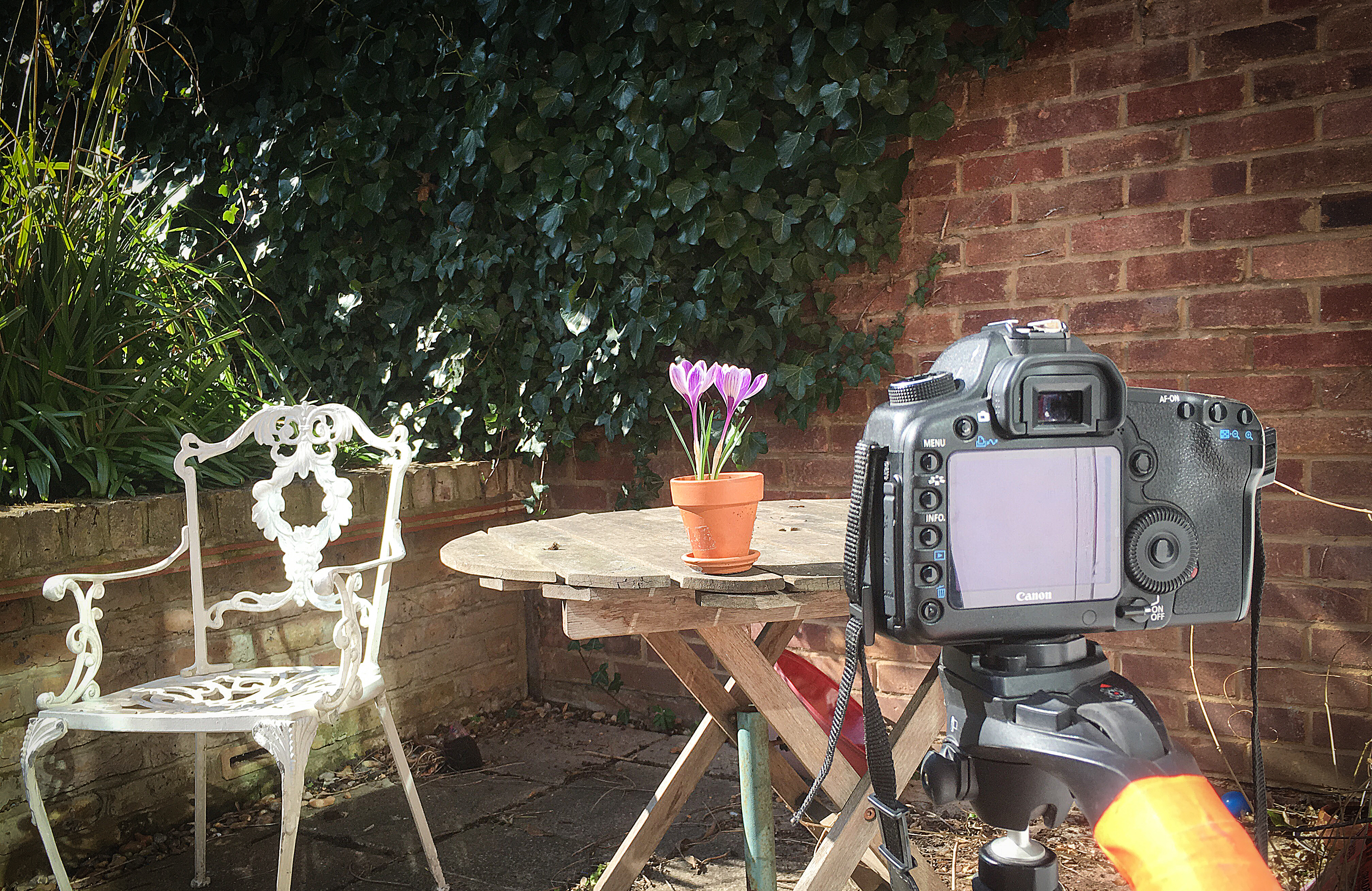 Crocus Flower | Time-lapse